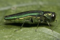 emerald_ash_borer