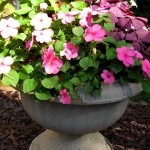 Beautiful Annuals
