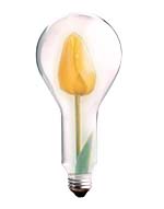 Bright Idea