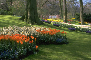 Spring Beauty