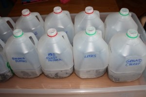 milk jugs for seed sowing
