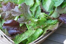 Mesclun Salad Mix