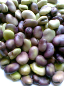 Bean_seed