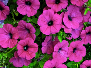 petunia