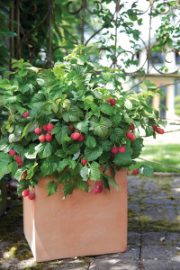 brazelberries
