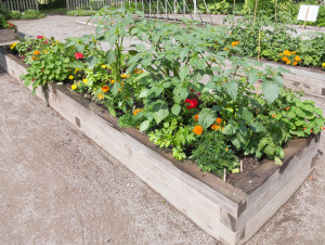 Community Garden with raised beds