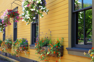Flowers in hanging basket with yellow wall.