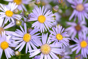 Aster_amellus_-_blooms_(aka)