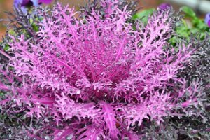 kale
