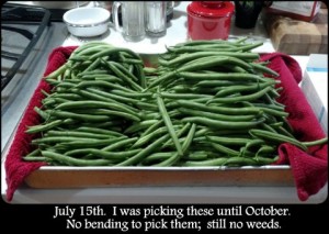 green_beans