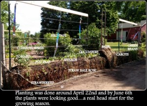 planting