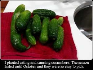 cucumbers