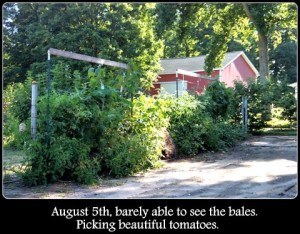 august_5