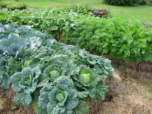 Cabbage planted in large area