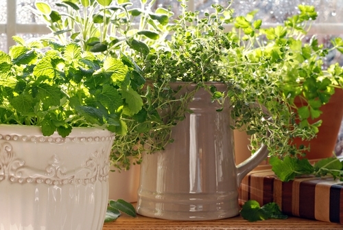Enjoy Fresh Herbs Throughout the Winter with an Indoor Herb Garden