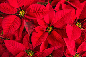 Closeup of red poinsettias (Euphorbia pulcherrima) flower background