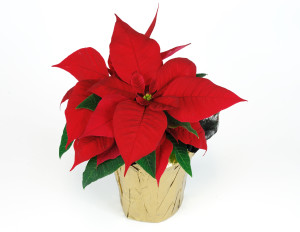 Christmas poinsettia