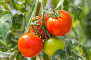 raw tomatoes in the garden. Shallow depth of field.