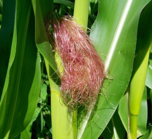 corn-pipe-882703_960_720
