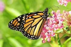 monarch-butterfly-957784_960_720