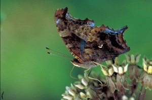 Question_mark_butterfly_on_common_milkweed_flower