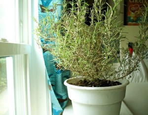 Rosemary