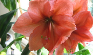 Amaryllis