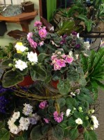 African Violets