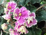 African Violet