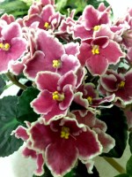 African Violet