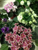 African Violets