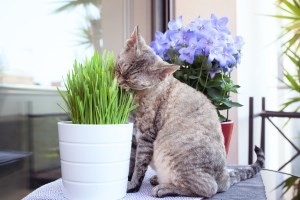 Cat Grass