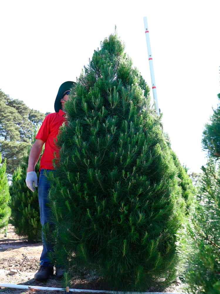 Home Dandenong Christmas Tree Farm