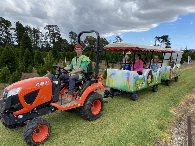 Home Dandenong Christmas Tree Farm