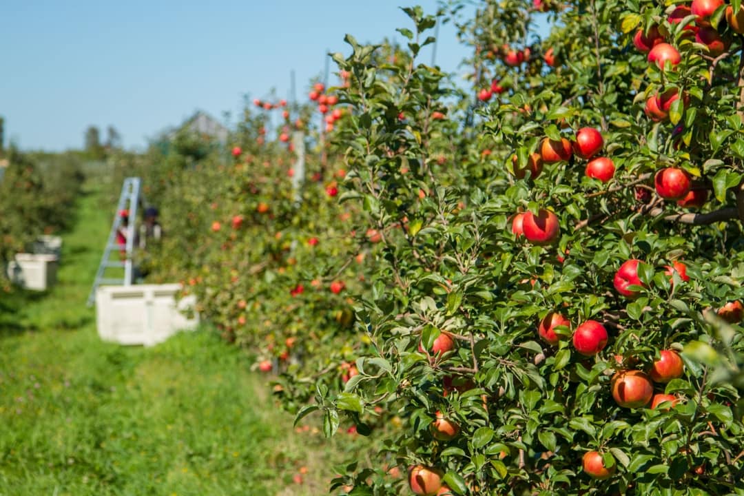 Chazy Orchards The Largest McIntosh Apple Orchard in the World!