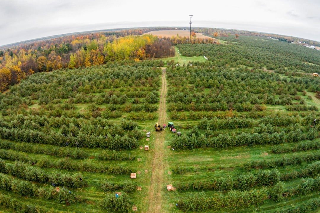 Chazy Orchards The Largest McIntosh Apple Orchard in the World!