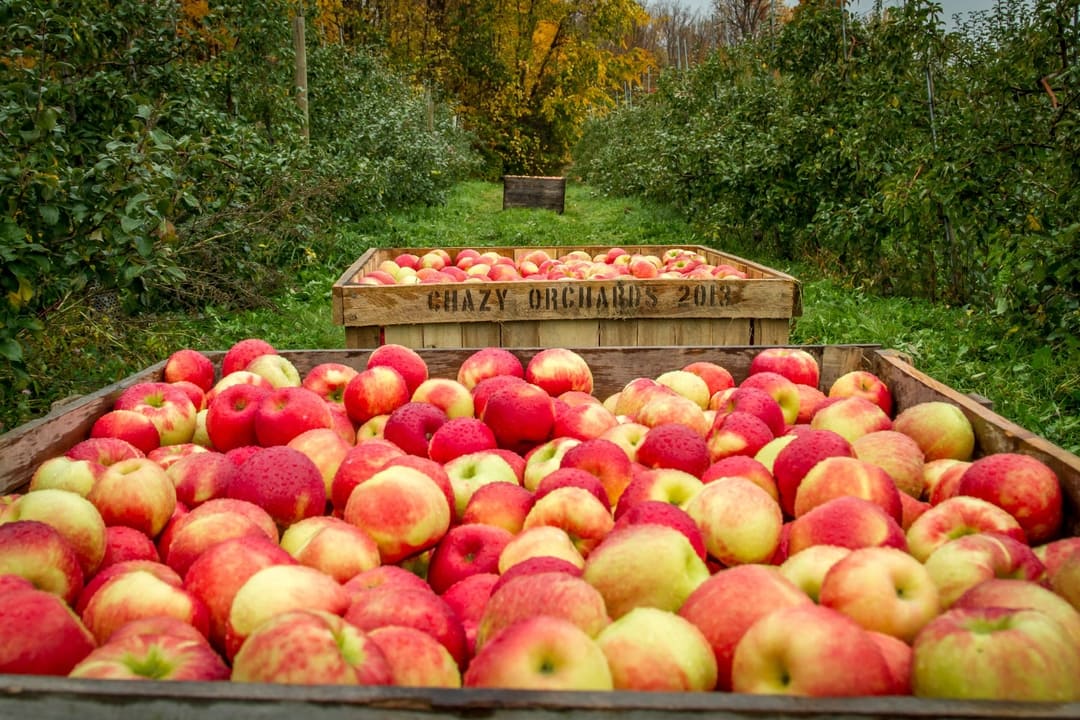 Chazy Orchards The Largest McIntosh Apple Orchard in the World!