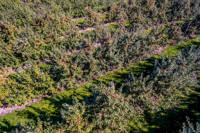 Chazy Orchards The Largest McIntosh Apple Orchard in the World!