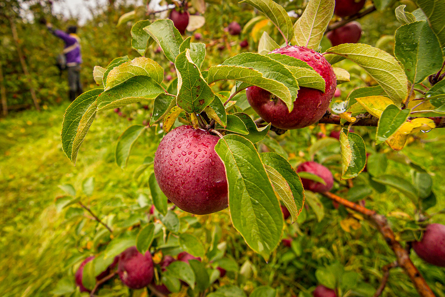 About Us Chazy Orchards in Chazy, NY