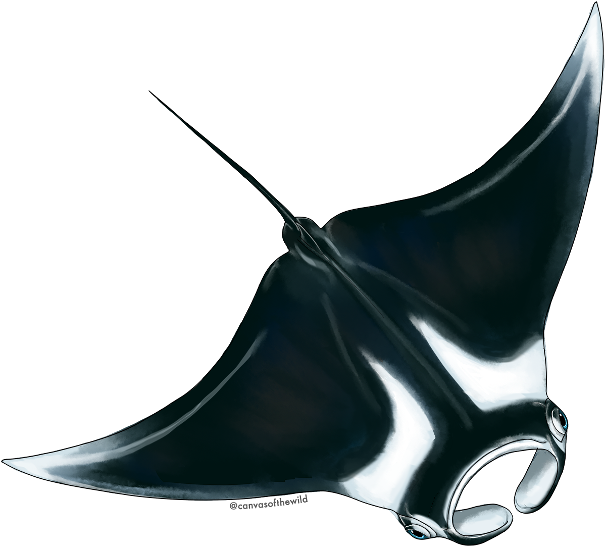 Oceanic Manta Ray