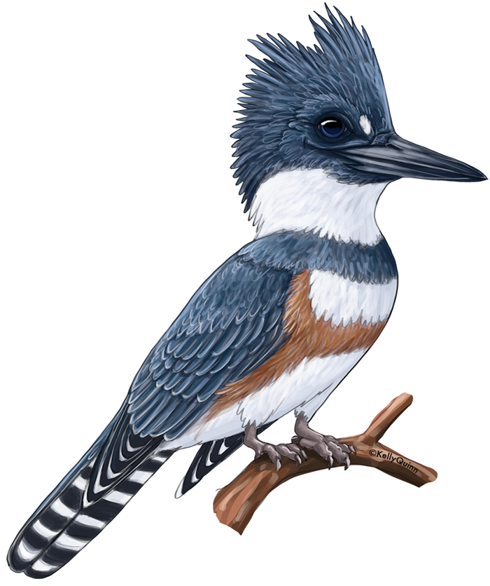 Belted Kingfisher