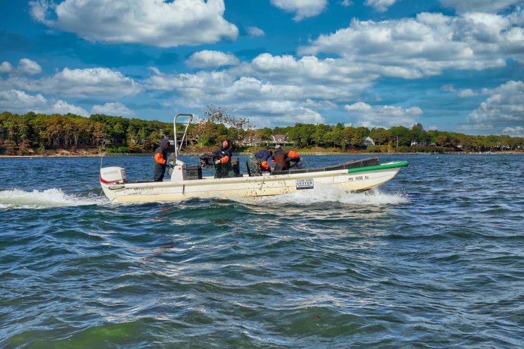 Great White Oysters Cape Cod Oyster Company