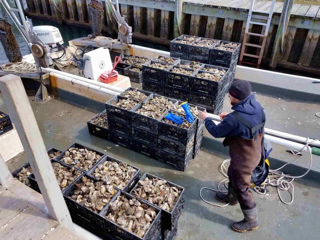 Three Bays Oysters Cape Cod Oyster Company