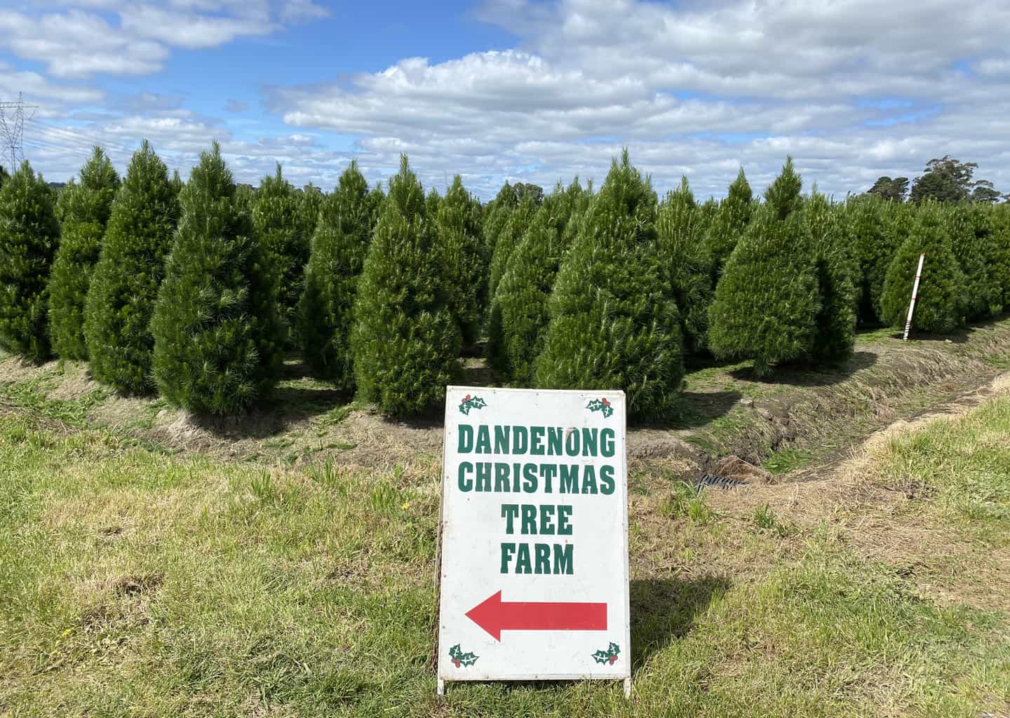 About Dandenong Christmas Tree Farm