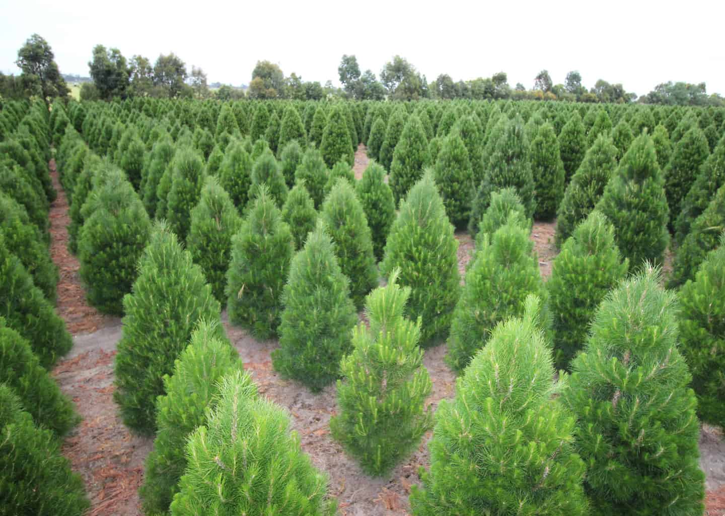 About Dandenong Christmas Tree Farm