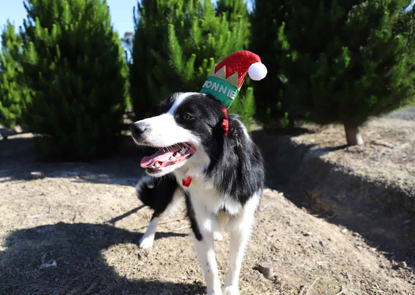 About Dandenong Christmas Tree Farm