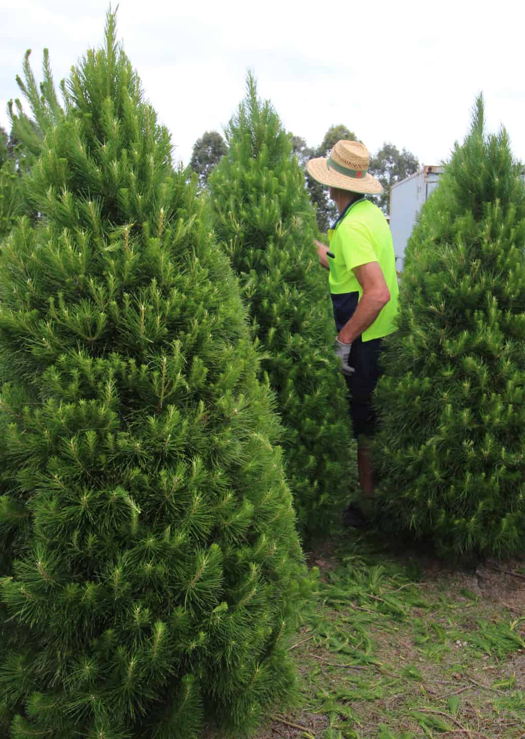 About Dandenong Christmas Tree Farm