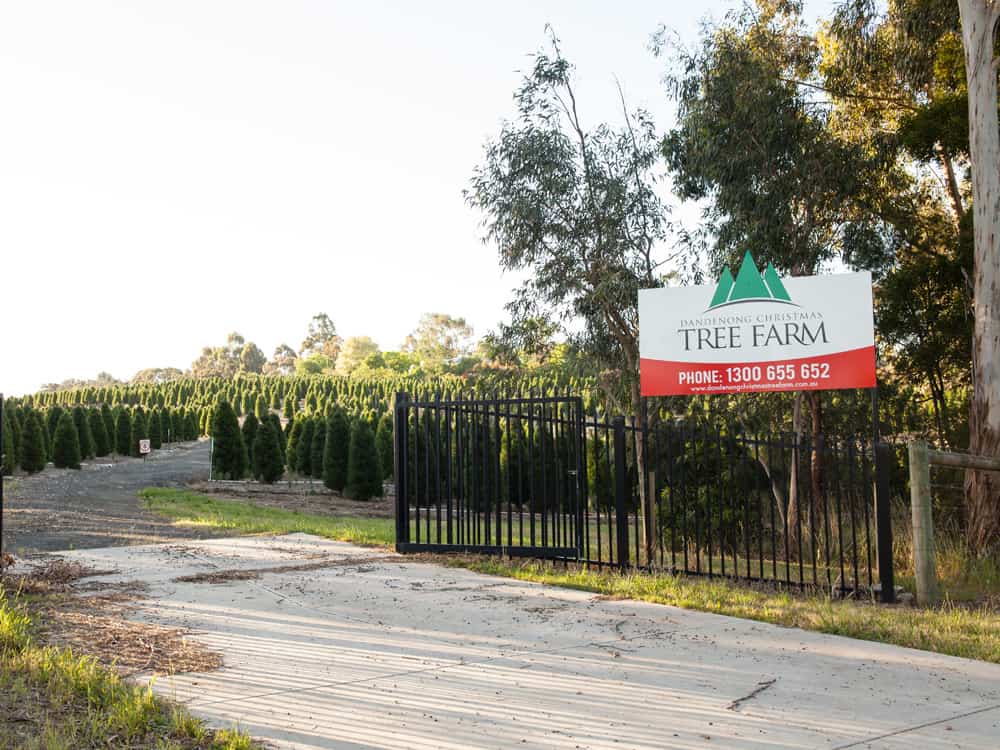 FAQs Dandenong Christmas Tree Farm