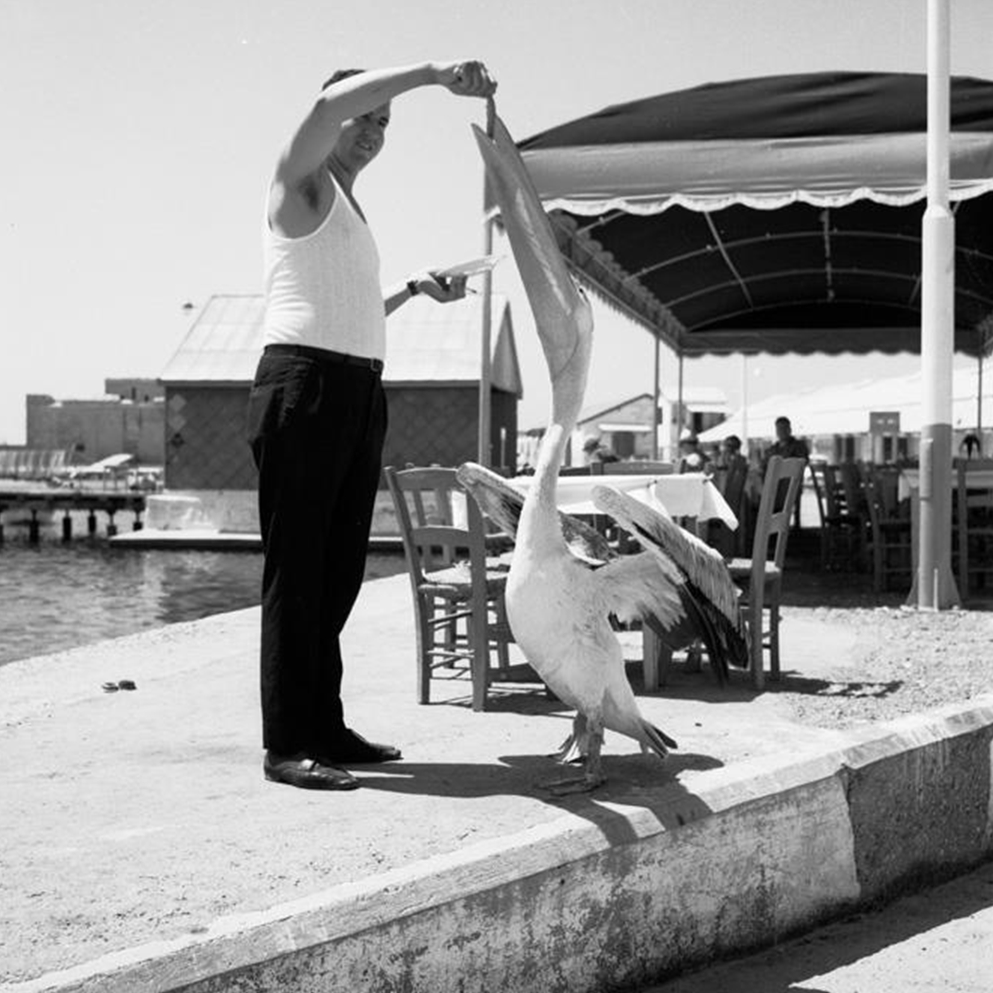 The Paphos Pelican Restaurant story