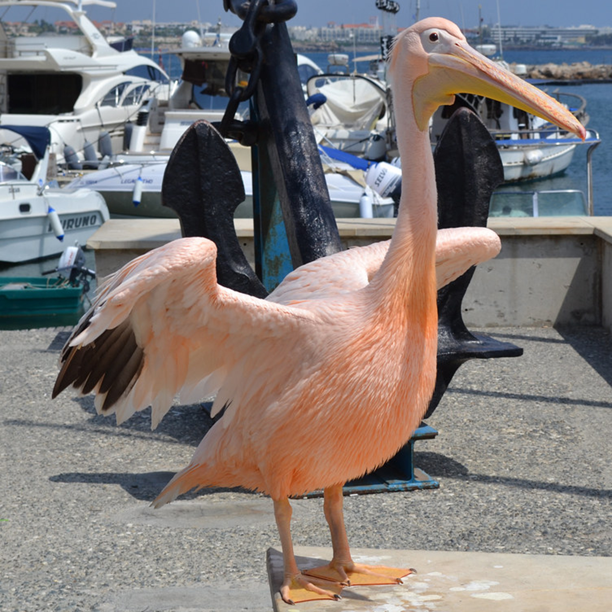 10 years later, on 2014, “Kokos” gets himself familiarized with the internet and goes online. And now he is here to tell his and his predecessor’s story.
Read the full story of The Pelican Restaurant at: https://www.paphospelicanrestaurant.com/about-us